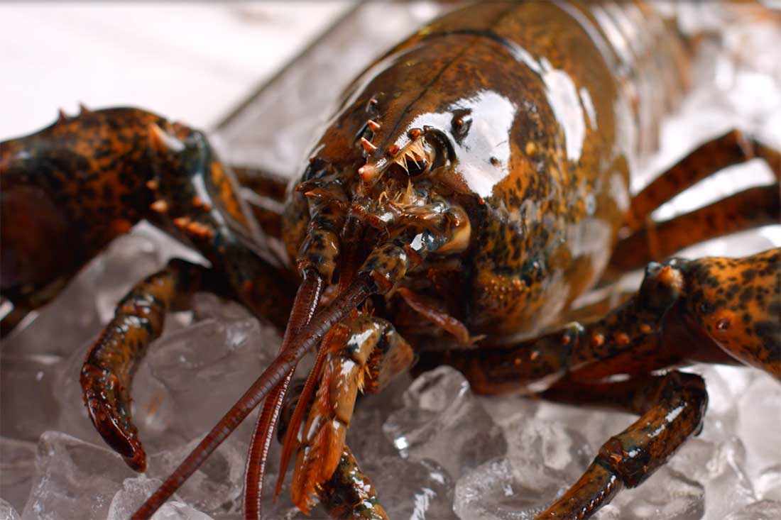 Galley-Order_bogavante aprovisionamiento de yates, servicios náuticos Mallorca, suministros embarcaciones Baleares, logística marítima Ibiza, productos frescos yates