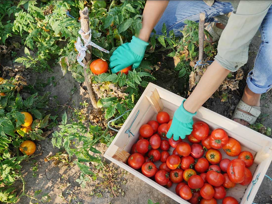 Galley-Order_colecta-hortaliza 2 aprovisionamiento de yates, servicios náuticos Mallorca, suministros embarcaciones Baleares, logística marítima Ibiza, productos frescos yates