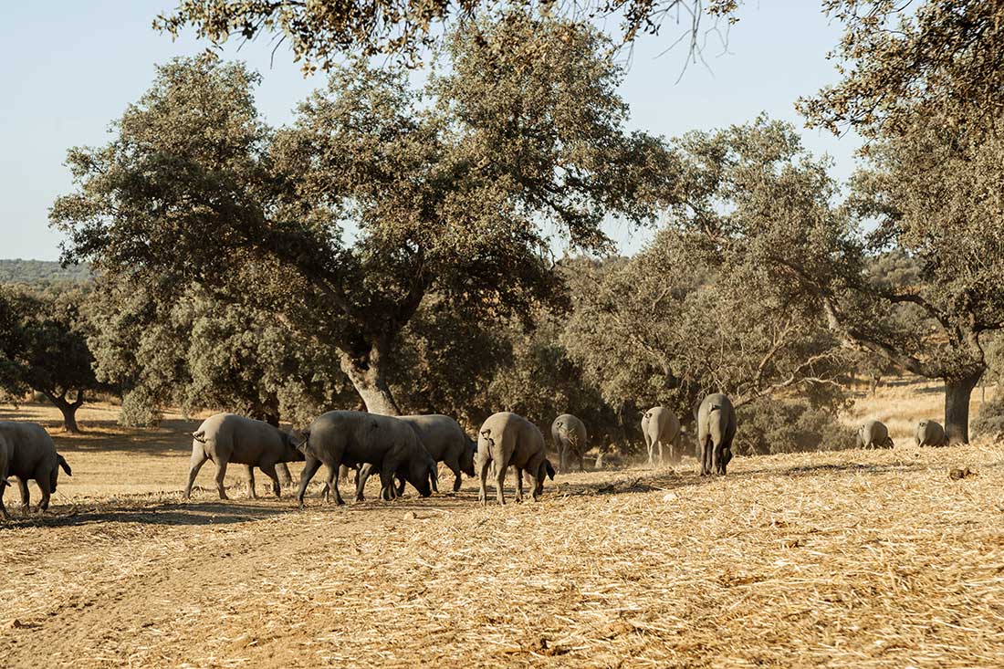 Galley-Order_cerdos-pastando aprovisionamiento de yates, servicios náuticos Mallorca, suministros embarcaciones Baleares, logística marítima Ibiza, productos frescos yates