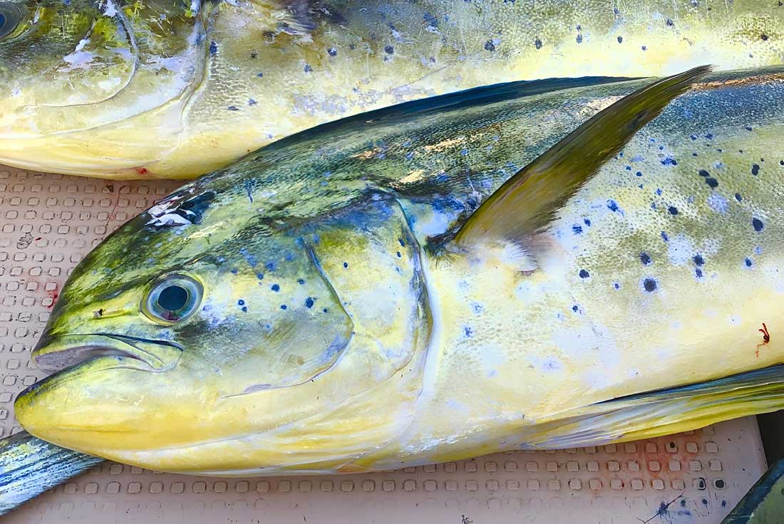 Galley-Order_pescado-fresco aprovisionamiento de yates, servicios náuticos Mallorca, suministros embarcaciones Baleares, logística marítima Ibiza, productos frescos yates